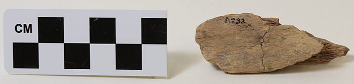 bone artifact a232