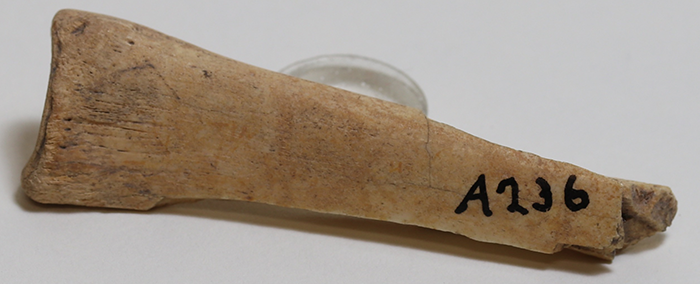 bone artifact a236