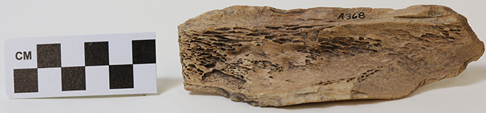bone artifact a368