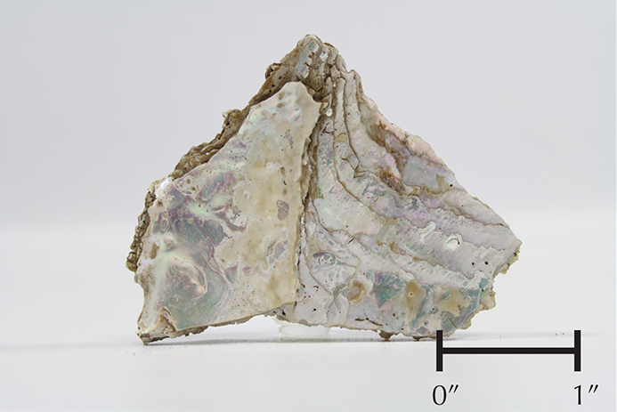Seashell, 2.75" wide. Found in Block 11H.