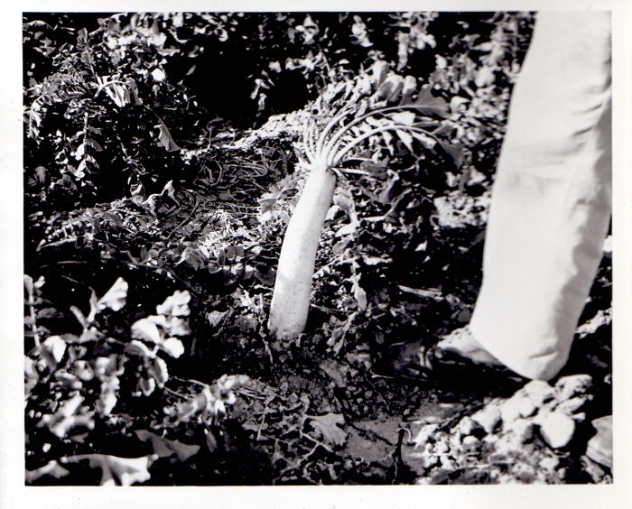 daikon growing