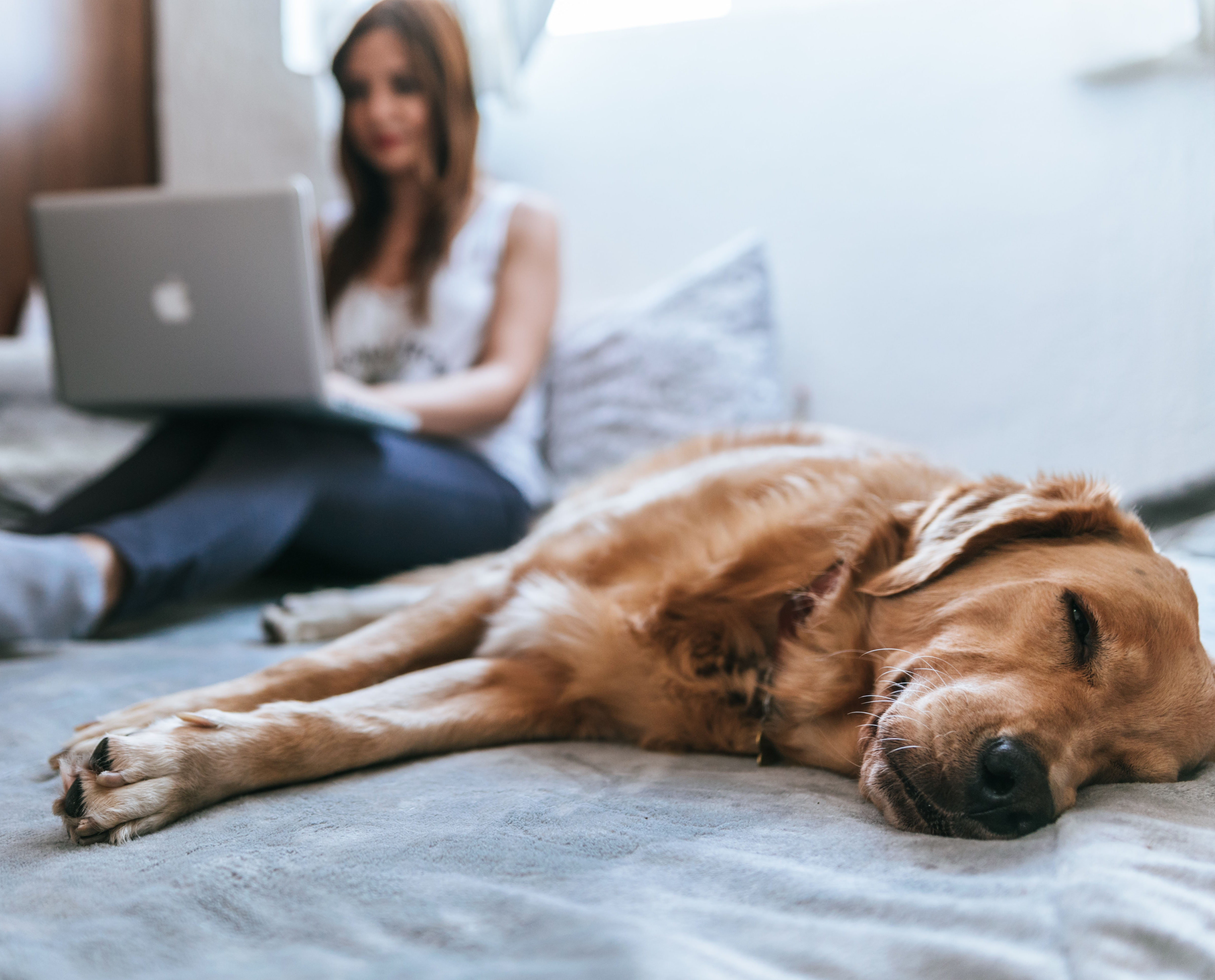Pets Q&A Ingrid Tague