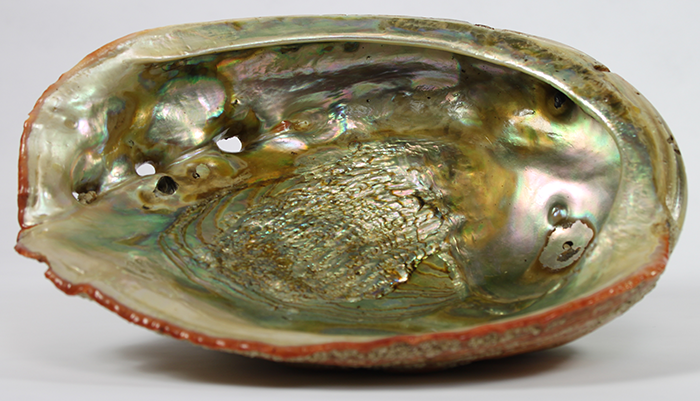 shell 