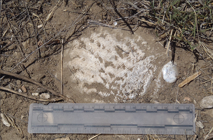 shell found