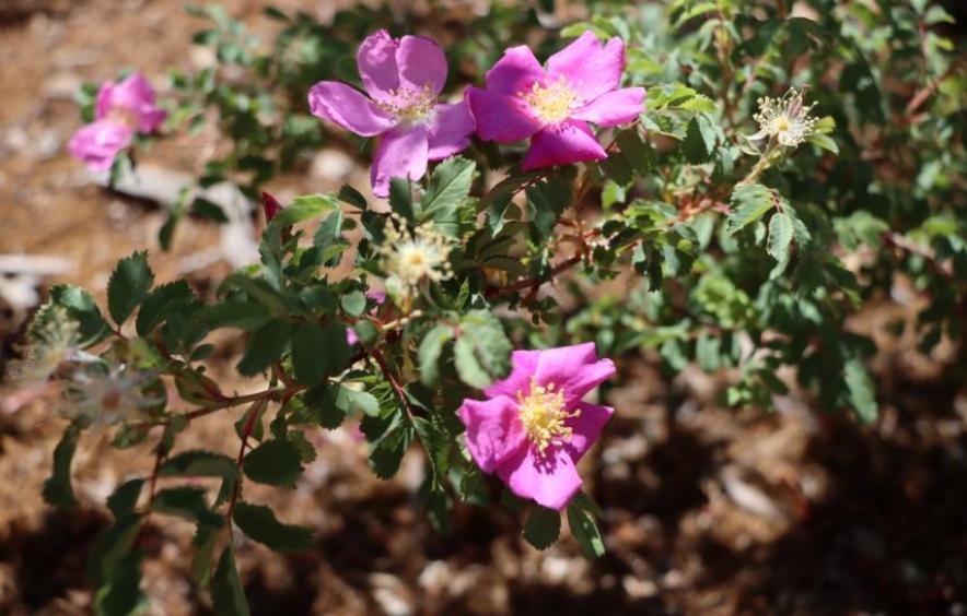 rose