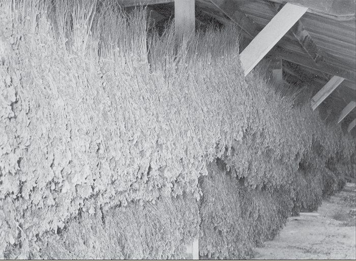 amache tea drying